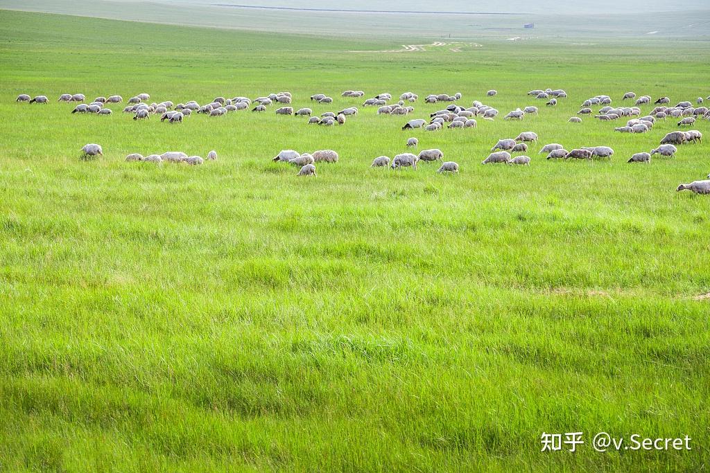 绿色草原牧场人事大调整，引领未来发展新篇章